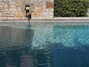 a dog standing next to a pool of water at Anemos Villa Barbati Corfu in Barbati