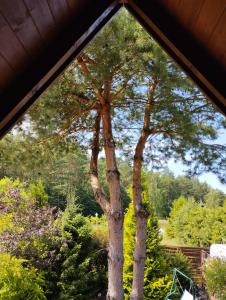 a window view of a tree in a garden at morska chata in Lubiatowo