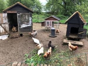 Langonnet的住宿－Le Gorzic，一群鸡围着鸡舍站着