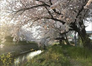 uma árvore com flores cor-de-rosa ao lado de um rio em TOMO HOUSE em Taketoyo