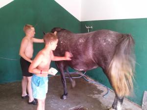 Animales en el apartamento o alrededores