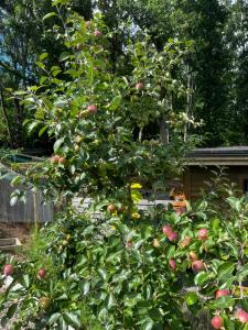Giardino di Vättervy Glamping- Ravinstuga