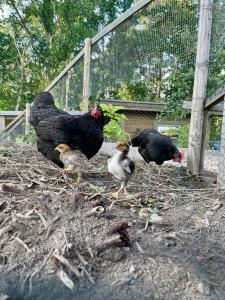 Altri animali domestici presso il lodge o nei dintorni