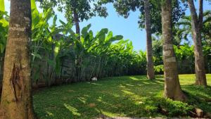 Billede fra billedgalleriet på Villa Maxwell i Munggu