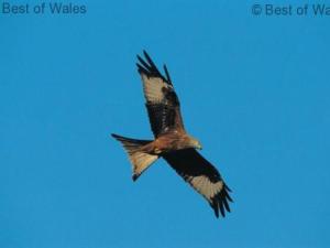 a bird flying in the blue sky at Holiday Home Winill by Interhome in Llanddewi-Brefi