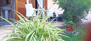 A garden outside Casa Lilla 1 e 2