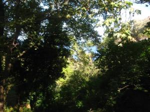 a forest filled with lots of green trees at Walk on the beach in seconds - Studio with Apollon beach view balcony in Apollon