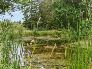 un étang dans un champ avec de l'herbe haute dans l'établissement Holiday Home Nell - 3-2km to the inlet in Lolland- Falster and Mon by Interhome, à Nakskov