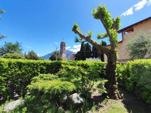 a tree in a garden next to a hedge at Holiday Home La Finestra sul Lago by Interhome in Gravedona