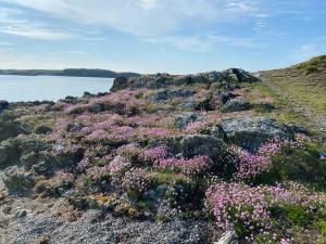 a bunch of pink flowers on a rocky shore at Entire guest suite in Four Mile Bridge, Rhoscolyn in Valley