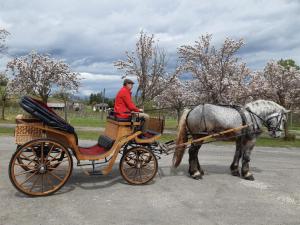 a man sitting in a horse drawn carriage at Agriturismo Casa Castellini in Garbagna