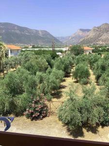 a garden of bushes with mountains in the background at Thassa Beach Apartment No1 (with mountain view) in Leonidio