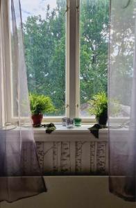 ein Fenster mit Topfpflanzen auf einem Fensterbrett in der Unterkunft Berggården Vandrarhem in Gnarp