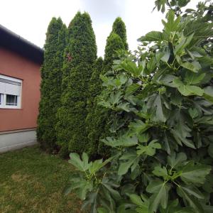 溫科夫齊的住宿－Kuća za odmor Ruža, Vinkovci，树 ⁇ ,树 ⁇ ,房子旁边