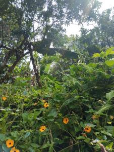 Ảnh trong thư viện ảnh của Casa Mamá Chelita ở Titiribí