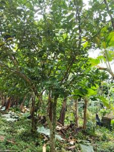 Ảnh trong thư viện ảnh của Casa Mamá Chelita ở Titiribí