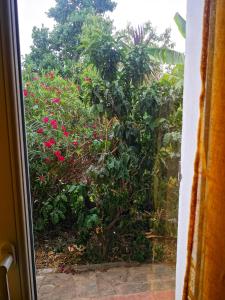 uma janela com vista para um arbusto com flores cor-de-rosa em Bas de Maison em Biguglia