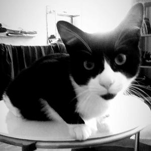 a black and white cat sitting on a table at Fred's Home Guestroom, Sejour Chez l Habitant, VieuxPort, Friendly in Marseille