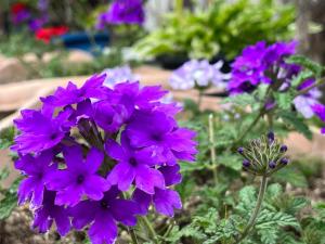 Jardín al aire libre en Uzueso