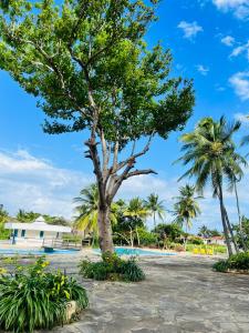 Beachfront Studio-Waves & Wanderlust Haven في مومباسا: شجرة بجانب المسبح في المنتجع