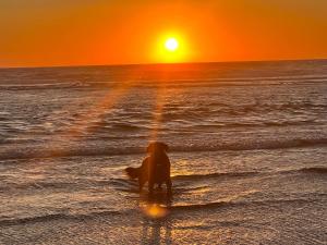 a dog sitting on the beach at sunset at Sandpiper Shores in Florence