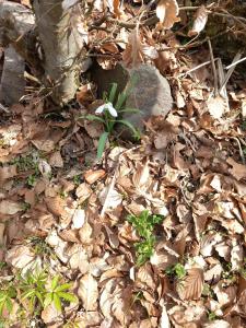 a pile of leaves and plants on the ground at Apartments Holiday Home Srce in Kopaonik