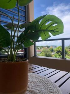une plante en pot assise sur une table à côté d'une fenêtre dans l'établissement Appartement TERUPE, à Papeete