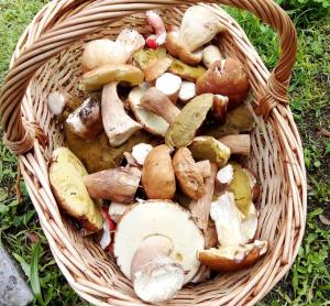 a basket of mushrooms sitting on the grass at Art house Tufi in Bistrica ob Sotli