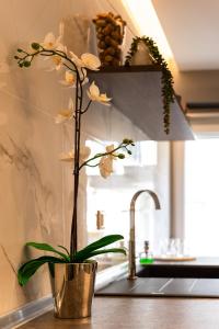 une plante en pot assise sur un comptoir de cuisine à côté d'un évier dans l'établissement Cozy Modern Apartment Inside The City Center, à Thessalonique