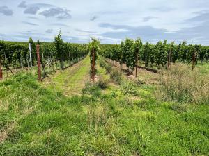 a row of vines in a field of grass at Ferienwohnung LandLeben für 2-3 Personen in Edesheim