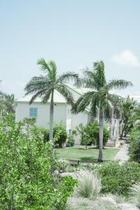 biały dom z palmami na dziedzińcu w obiekcie Cottage Sable et Soleil w mieście Anse Marcel 