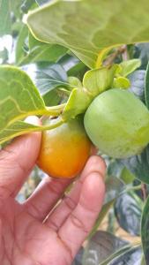 una persona sosteniendo un gran fruto de naranja en un árbol en Dốc Nhà Tây en Dalat