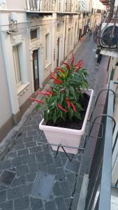 un vaso con fiori rossi seduto su un balcone di La Casetta di Elia a Città di Lipari