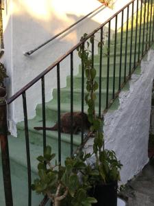 un cane steso in acqua sulle scale di A cas e Rosa a Ischia