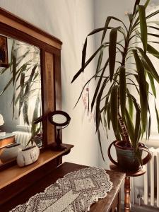 eine Topfpflanze auf einem Tisch neben einem Spiegel in der Unterkunft Ferienwohnung Geister in Naumburg