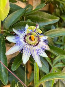 a blue and white flower with a bee on it at Hôtel Les Vieilles Tours Rocamadour in Rocamadour