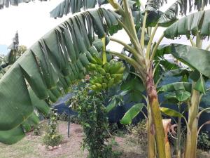 Taman di luar Bungalow agéable et confortable, parking securisé