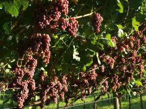 Vonkajšia záhrada v ubytovaní Agriturismo Al Maniero