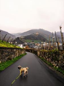 a dog on a leash walking down a road at Ferienhaus Moselglück in Enkirch