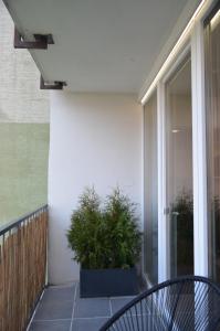 patio z rośliną w garnku na balkonie w obiekcie Apartment Hemsen w Preszowie