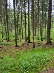 a forest with tall trees and green grass at Ferienhaus Winfried in Weberstedt