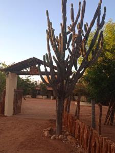 a cactus tree in the dirt near a fence at Pousada Paraíso da Serra in São Raimundo Nonato