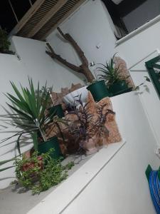 a group of potted plants sitting on a wall at Retro Chic Apartment in Argostoli