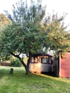 an apple tree in a yard next to a shed at Rebenlaub in Heringen