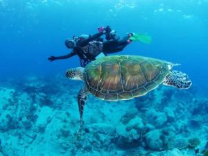 Un homme nage à côté d'une tortue de mer dans l'établissement Hotel Bellreef Otsuki - Vacation STAY 43762v, à Otsuki
