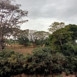 Vue d'un champ planté d'arbres en arrière-plan dans l'établissement Jaymorgan' cabins, à Nyeri