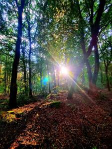 un bosque con el sol brillando entre los árboles en Chalet op een rustig park in de natuur en Putten