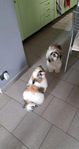 two dogs standing on the floor in a kitchen at B&B La Fontanella in Riccò del Golfo di Spezia