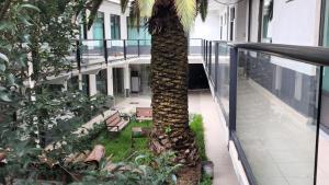 a palm tree on the side of a building at La Palma Coliving 