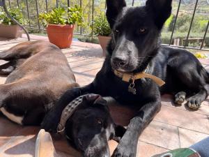 dos perros acostados uno al lado del otro en un patio en Podere Orzale Agri b&b, en Usigliano